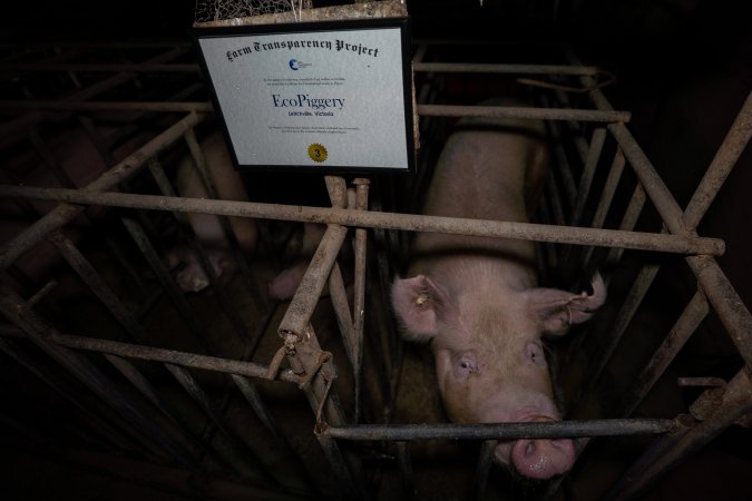 FTP Pig Industry Awards - 2025