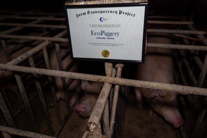 FTP Pig Industry Awards - 2025