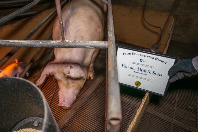 FTP Pig Industry Awards - 2025