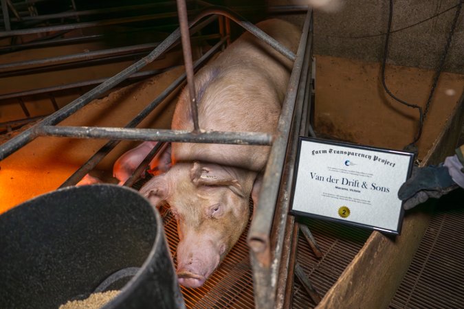 FTP Pig Industry Awards - 2025