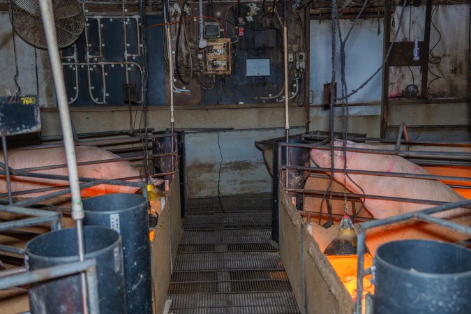 FTP Pig Industry Awards - 2025