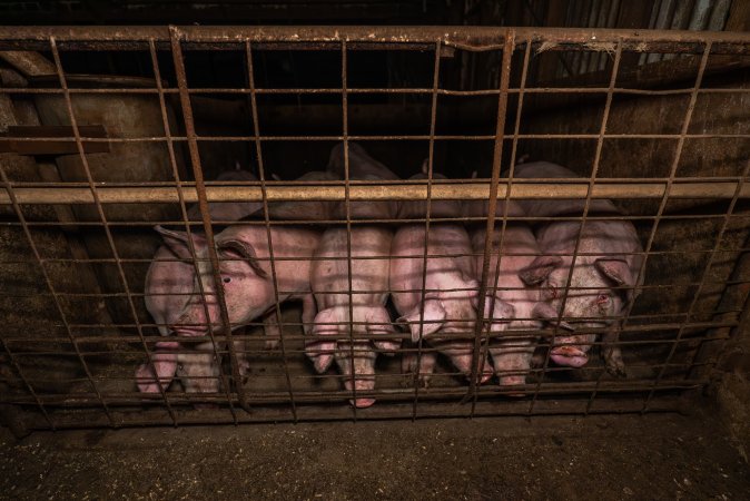 FTP Pig Industry Awards - 2025