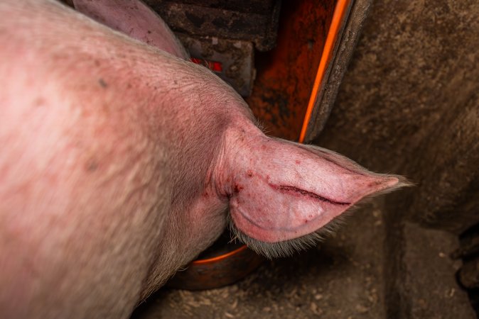 FTP Pig Industry Awards - 2025