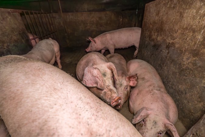 FTP Pig Industry Awards - 2025