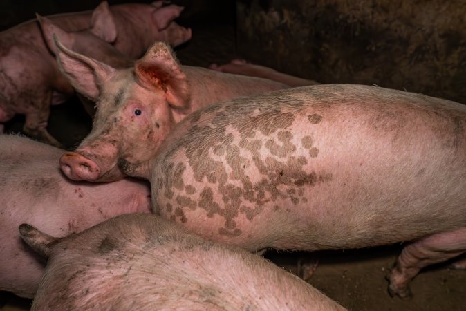 FTP Pig Industry Awards - 2025