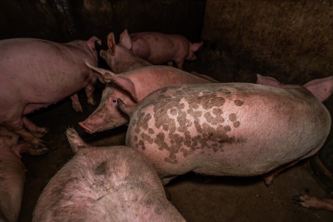 FTP Pig Industry Awards - 2025