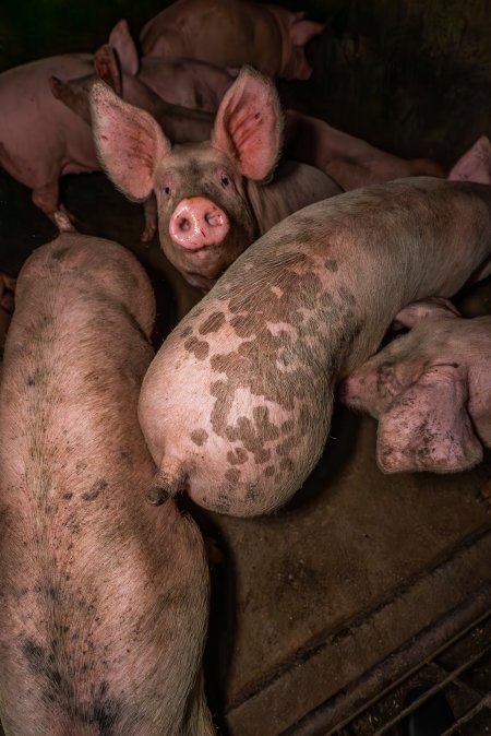 FTP Pig Industry Awards - 2025