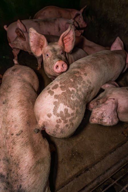 FTP Pig Industry Awards - 2025