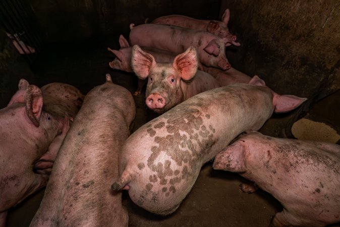 FTP Pig Industry Awards - 2025