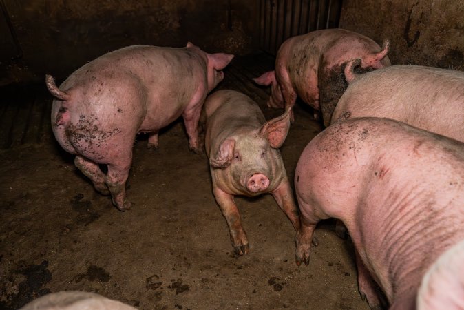 FTP Pig Industry Awards - 2025