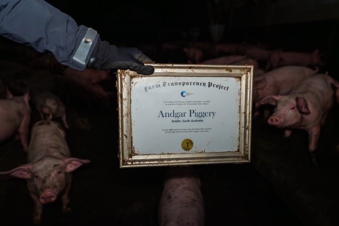 FTP Pig Industry Awards - 2025