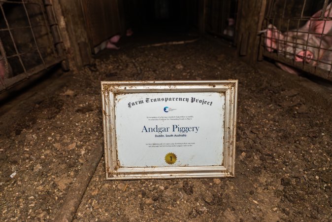 FTP Pig Industry Awards - 2025