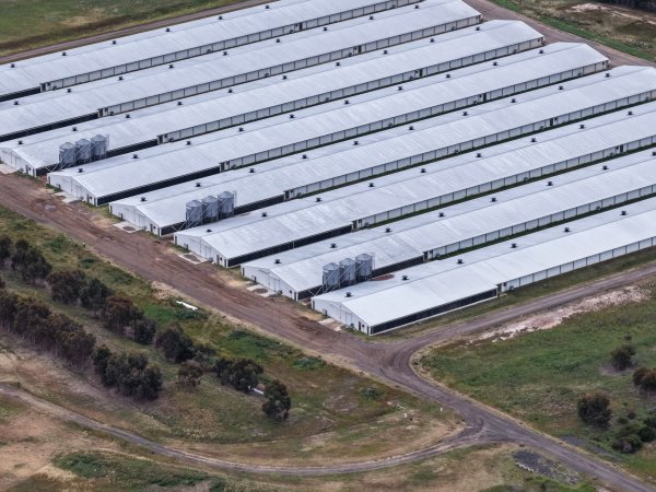 Drone flyover of broiler (meat) chicken farm