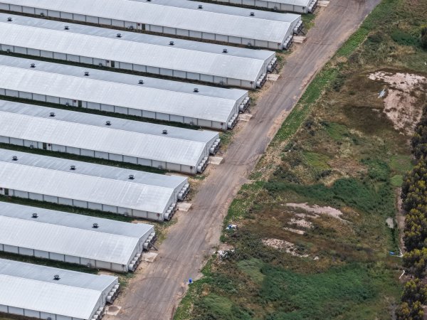 Drone flyover of broiler (meat) chicken farm