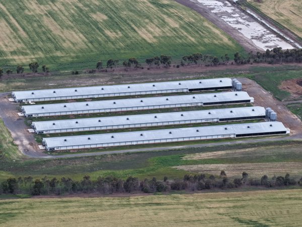 Drone flyover of broiler (meat) chicken farm