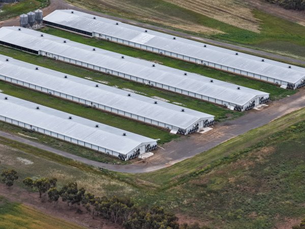 Drone flyover of broiler (meat) chicken farm