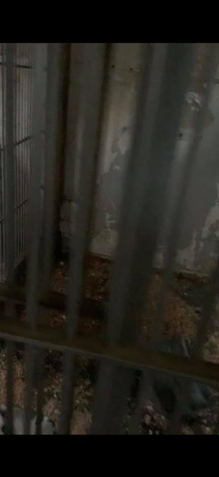 Dawn Animal Agency Evidence