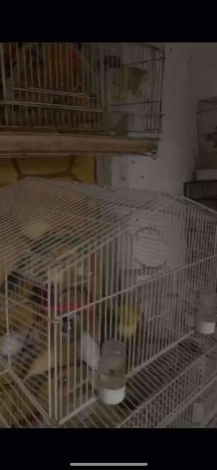 Dawn Animal Agency Evidence