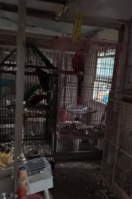 Dawn Animal Agency Evidence