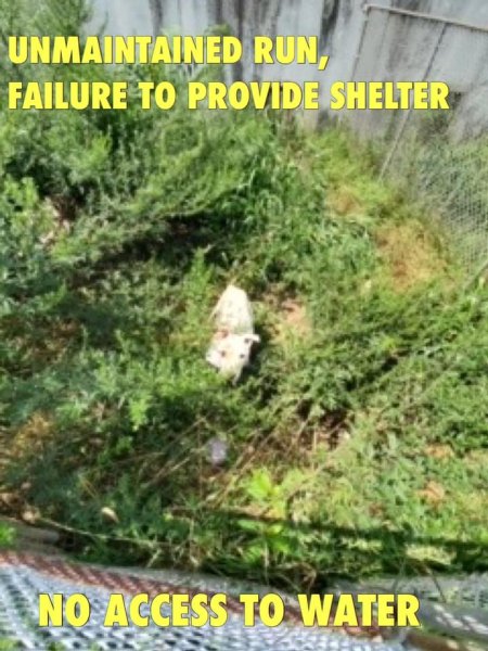 Dawn Animal Agency Evidence