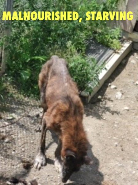 Dawn Animal Agency Evidence