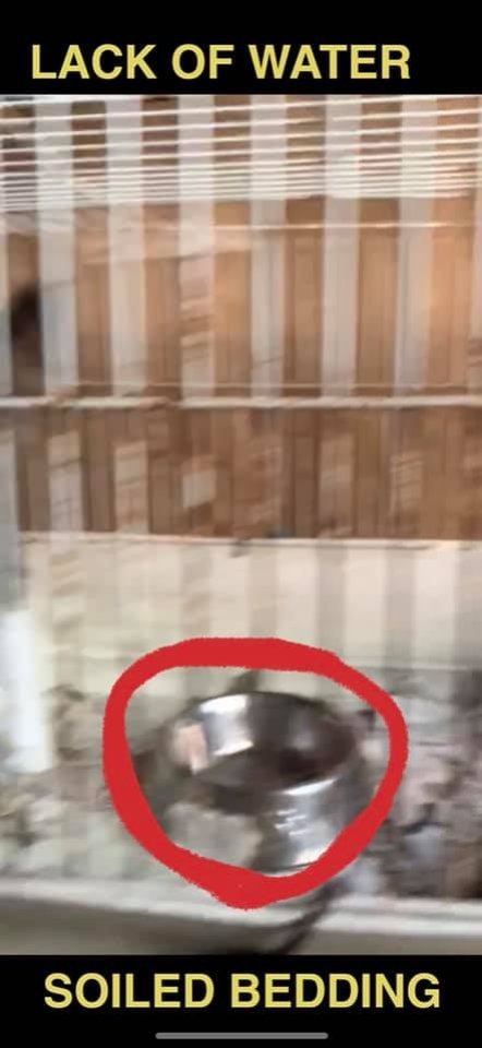 Dawn Animal Agency Evidence