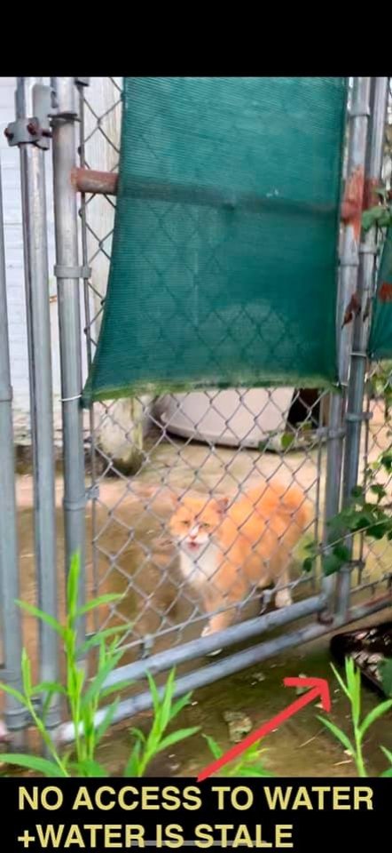 Dawn Animal Agency Evidence