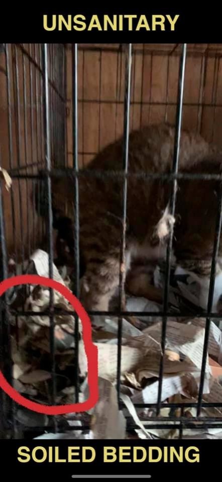 Dawn Animal Agency Evidence