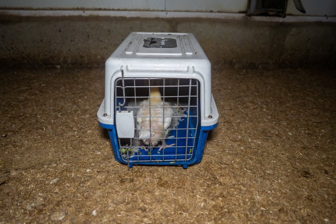 Broiler rescue 2025