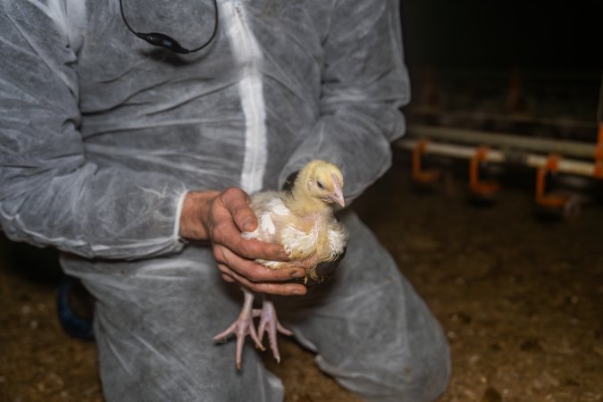 Broiler rescue 2025