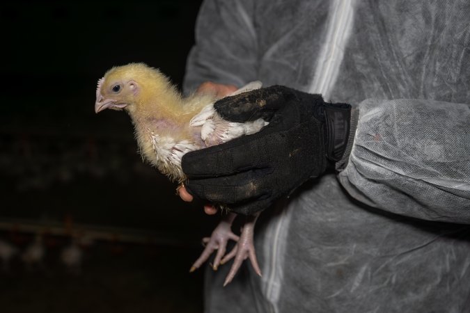 Broiler rescue 2025