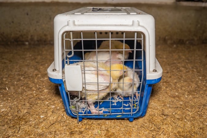 Broiler rescue 2025