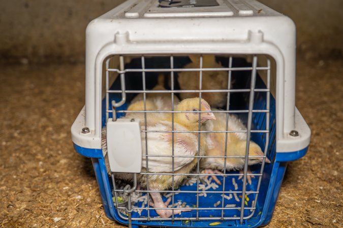 Broiler rescue 2025