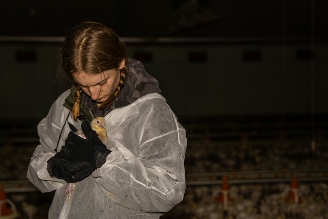 Broiler rescue 2025