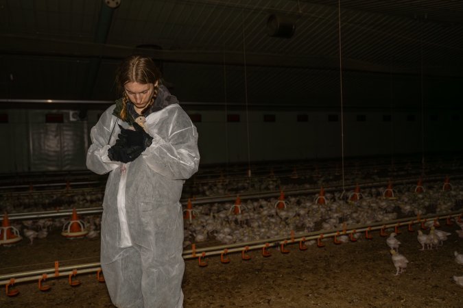 Broiler rescue 2025