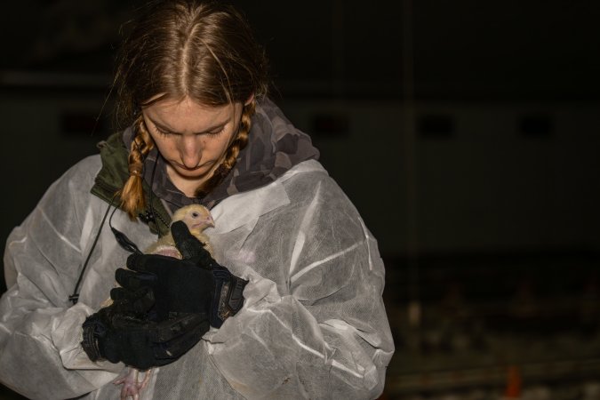 Broiler rescue 2025