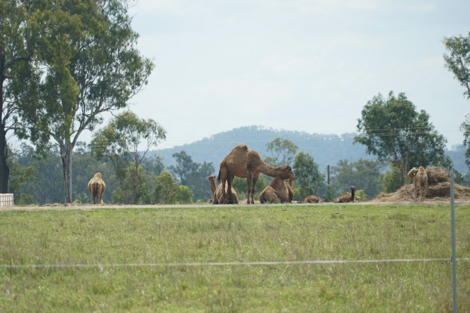 Summer Land Camels