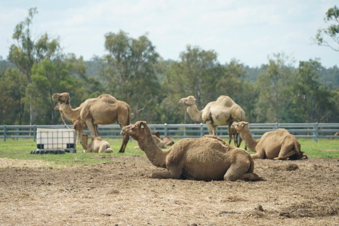 Summer Land Camels