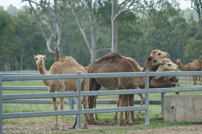 Summer Land Camels