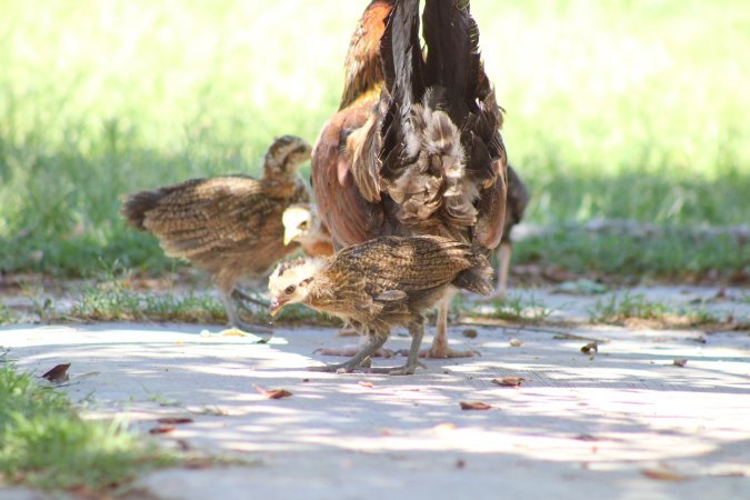 Bosque y Zoológico de la Ciudad 2023