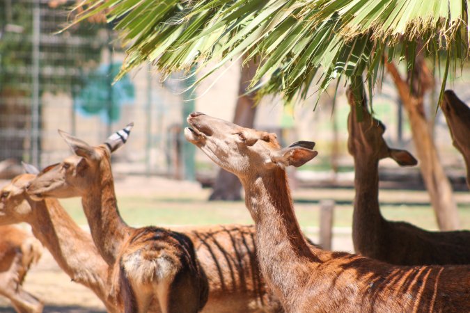 Bosque y Zoológico de la Ciudad 2023