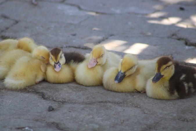 Bosque y Zoológico de la Ciudad 2023