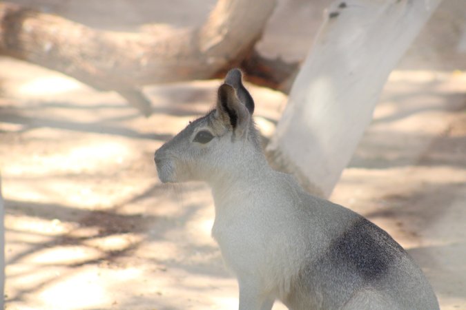 Bosque y Zoológico de la Ciudad 2023