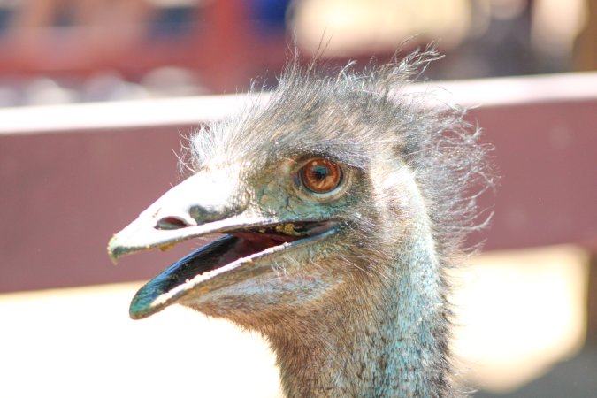 Bosque y Zoológico de la Ciudad 2023