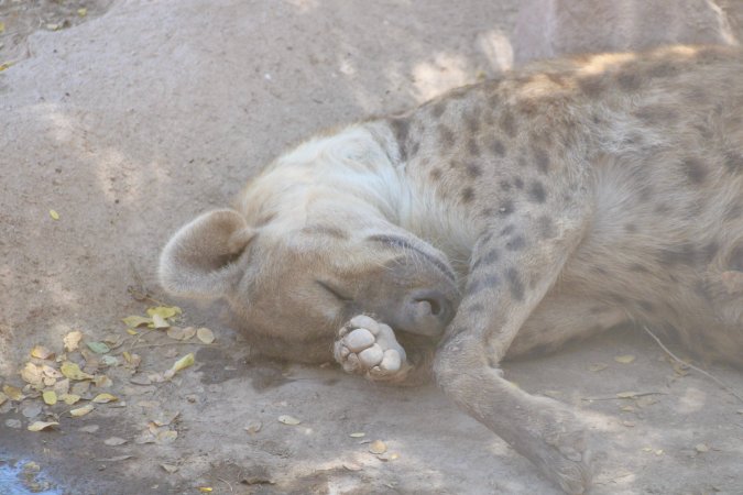 Bosque y Zoológico de la Ciudad 2023