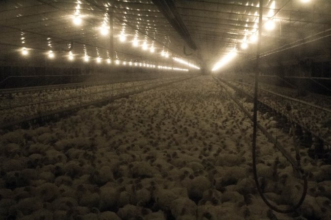 Hundreds of chickens inside an Allen Harim owned factory farm