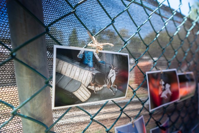 Game Meats Company Vigil 2026