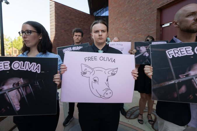 Free Olivia - 5 February 2026