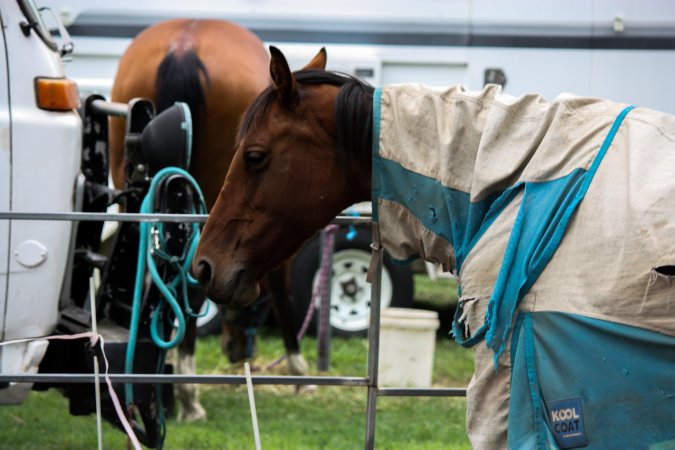 Horse inside of Queanbeyan Rodeo