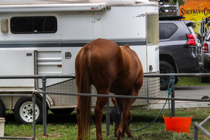 Horse inside of Queanbeyan Rodeo